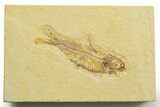 Detailed Fossil Fish (Knightia) - Wyoming #363879-1